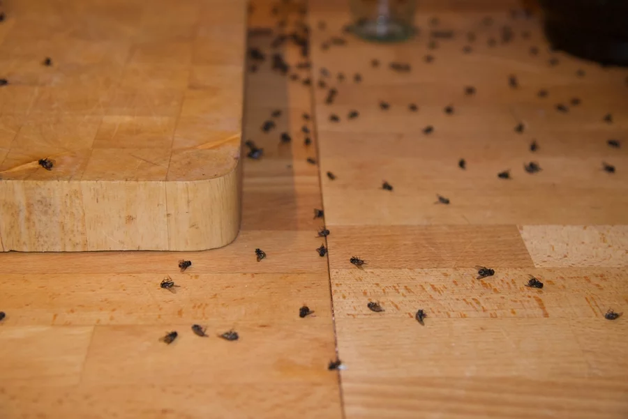 A group of grass flies in an attic