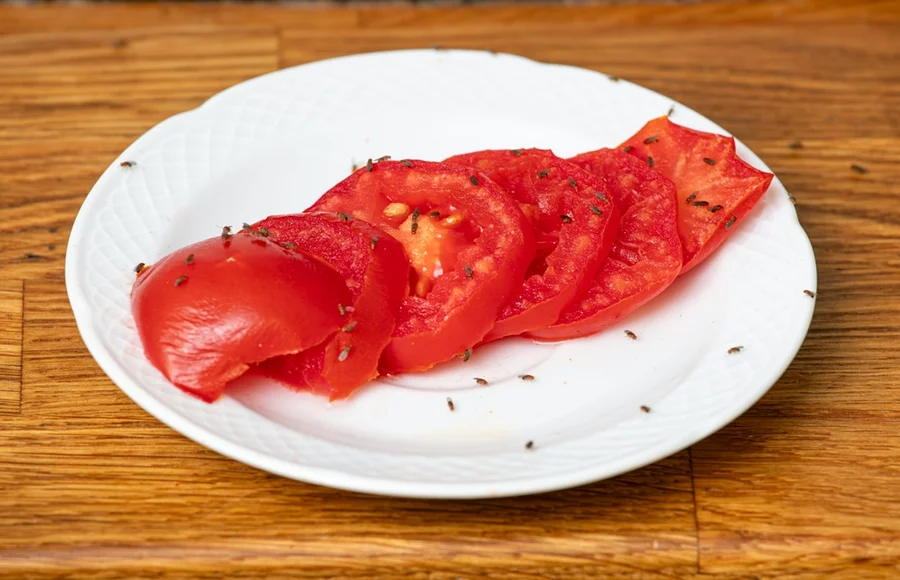 Fruit flies eating tomato slices.